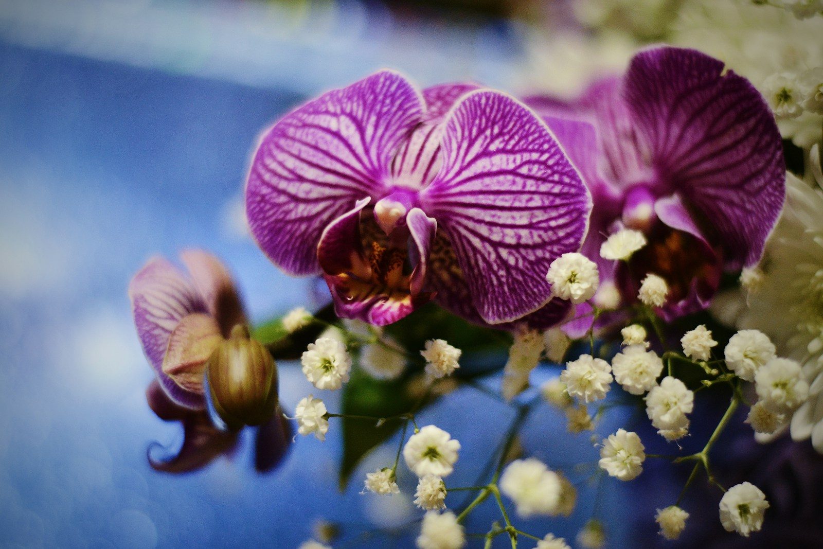 purple and white flower in tilt shift lens