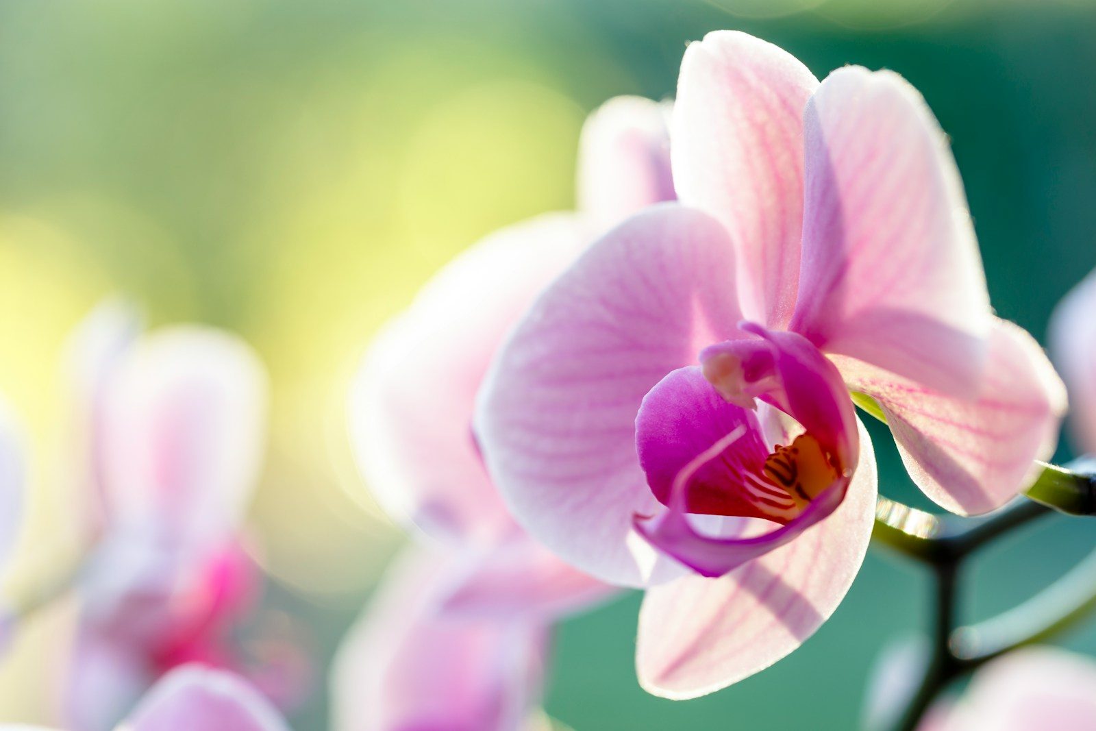 pink and white moth orchid in bloom during daytime
