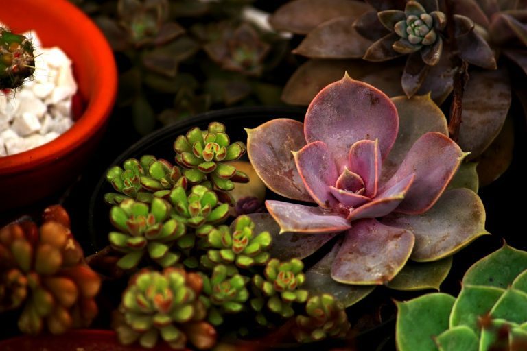 a close up of a bowl of flowers and succulents