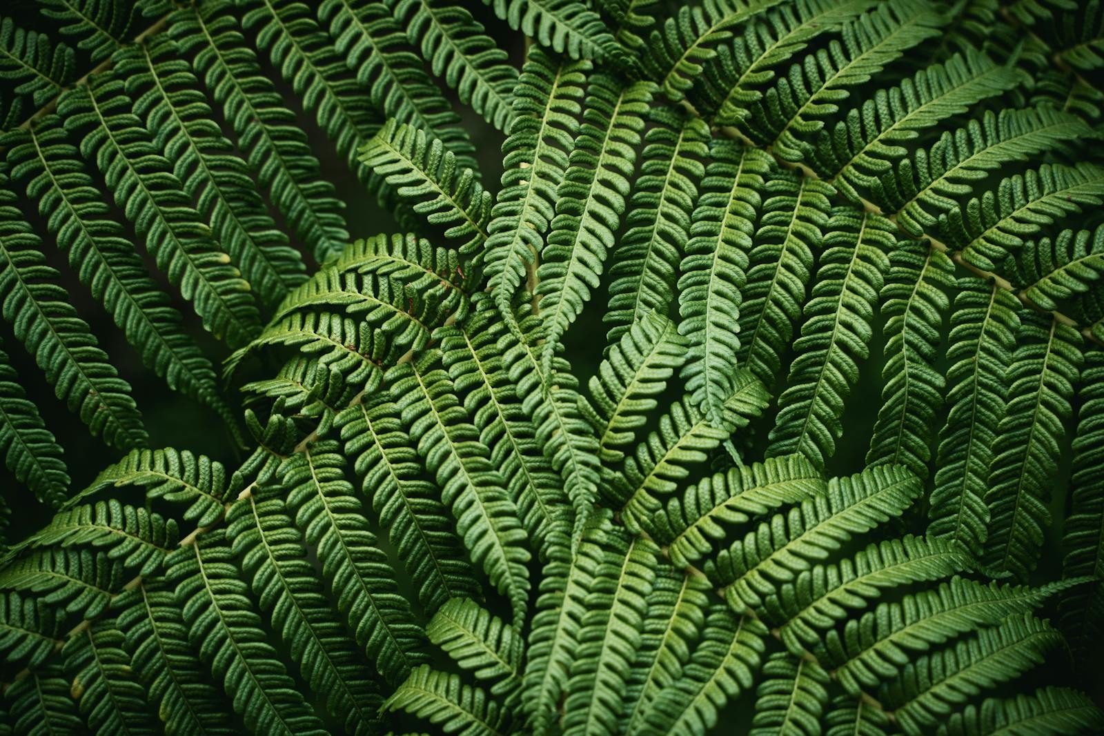 Lush green fern leaves showcasing intricate patterns in Sydney's greenery.