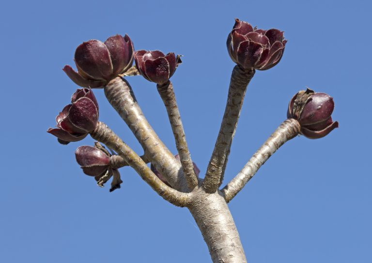 Aeonium arboreum com rosetas escuras fechadas nas pontas dos ramos
