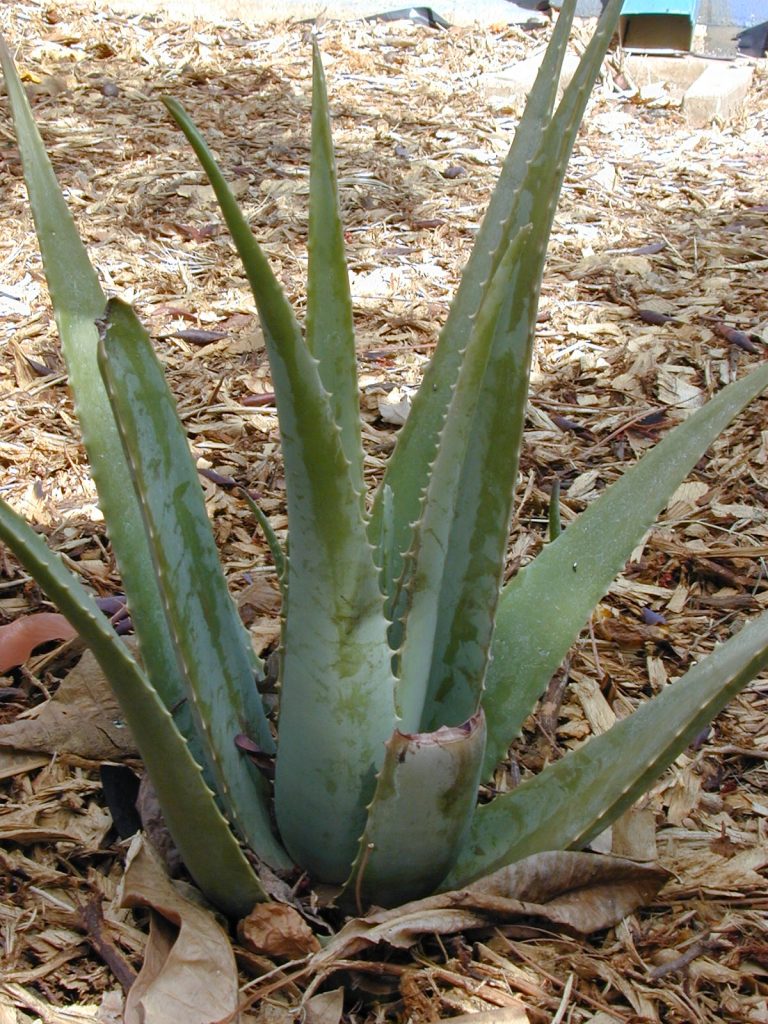 Aloe vera com folhas alongadas e dentes nas bordas