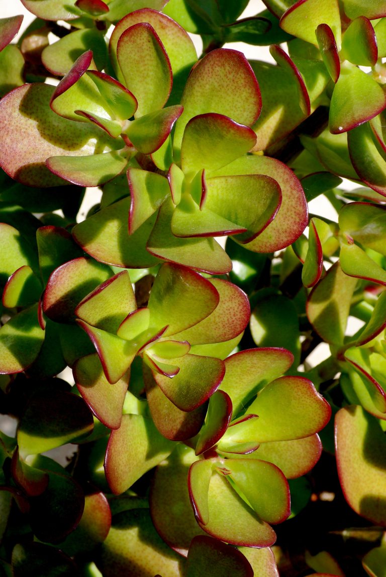 Ramos de Crassula ovata com folhas verdes arredondadas