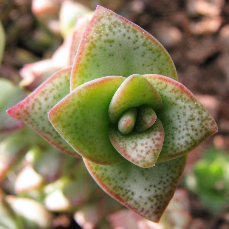 Pares de folhas triangulares sobrepostas de Crassula perforata