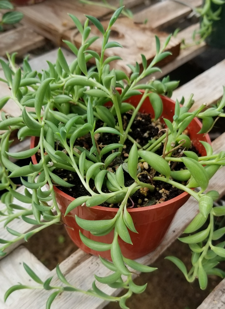 Curio radicans em vaso, com folhas curvas em forma de banana