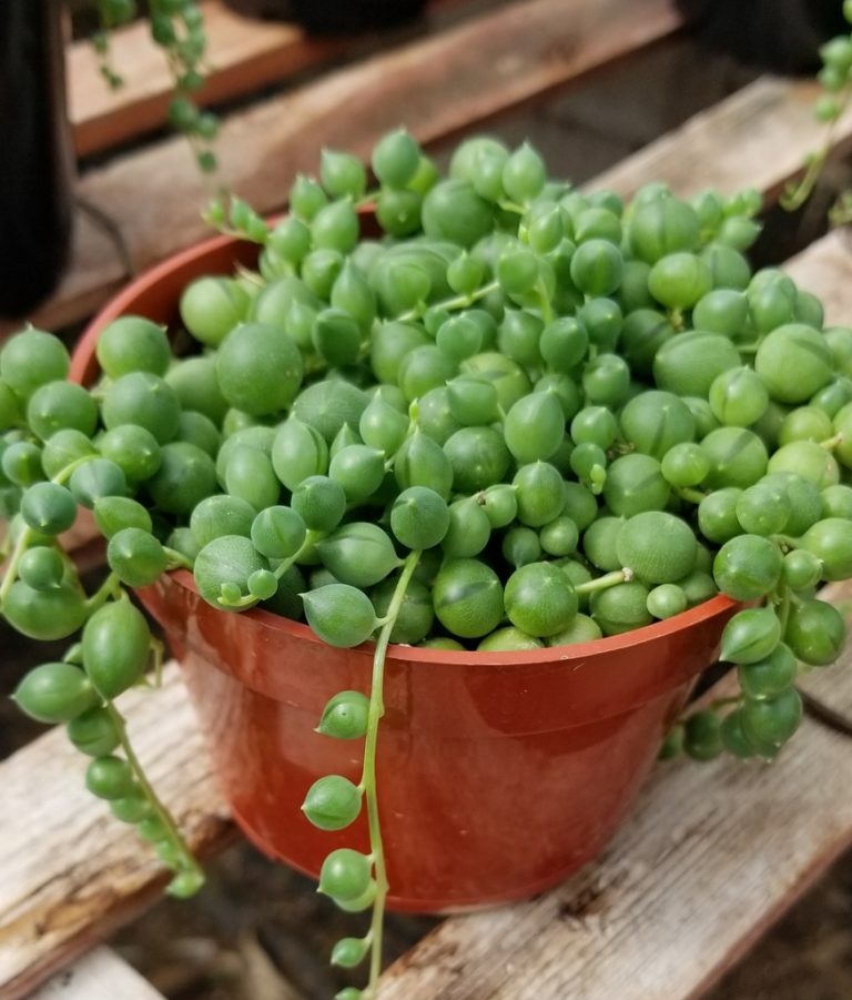 Curio rowleyanus em vaso, com folhas arredondadas e caules pendentes