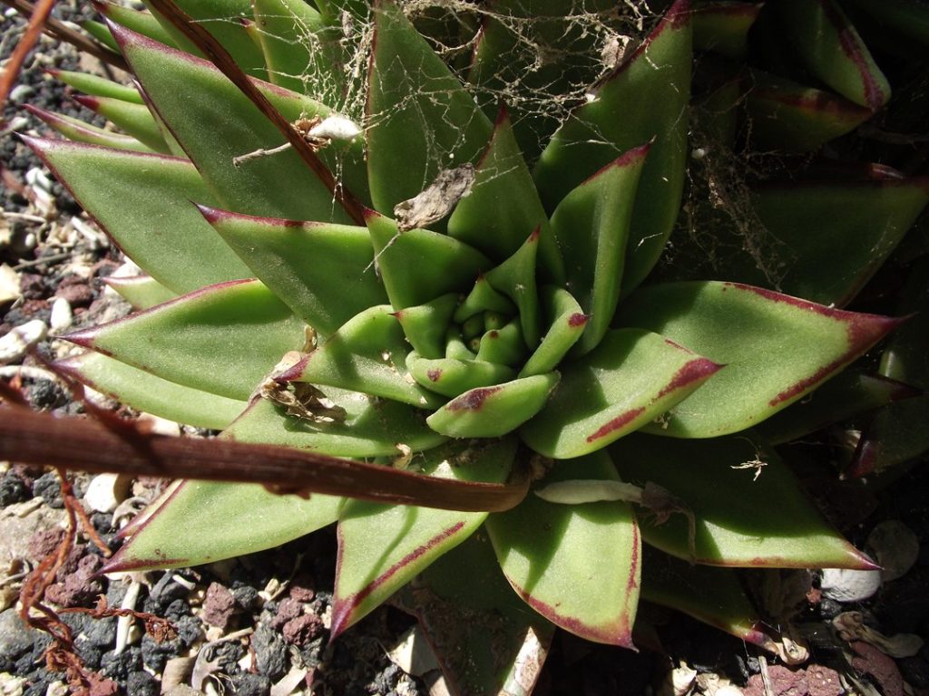 Roseta de Echeveria agavoides com folhas triangulares e margens vermelhas