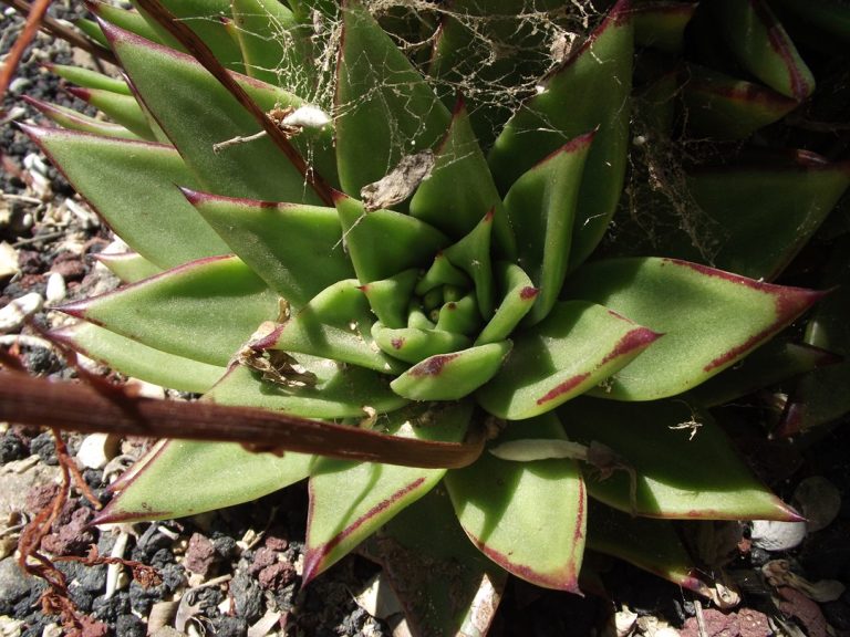 Roseta de Echeveria agavoides com folhas triangulares e margens vermelhas