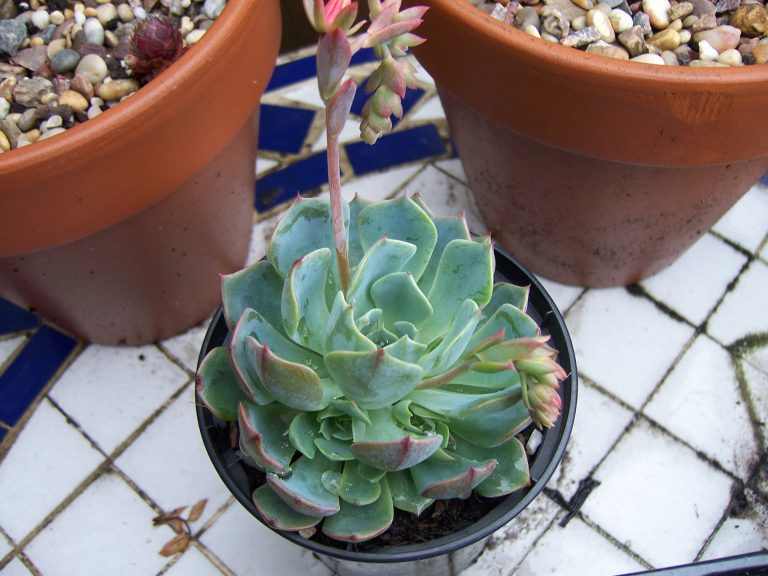 Echeveria elegans cultivada em vaso, com rosetas e haste floral