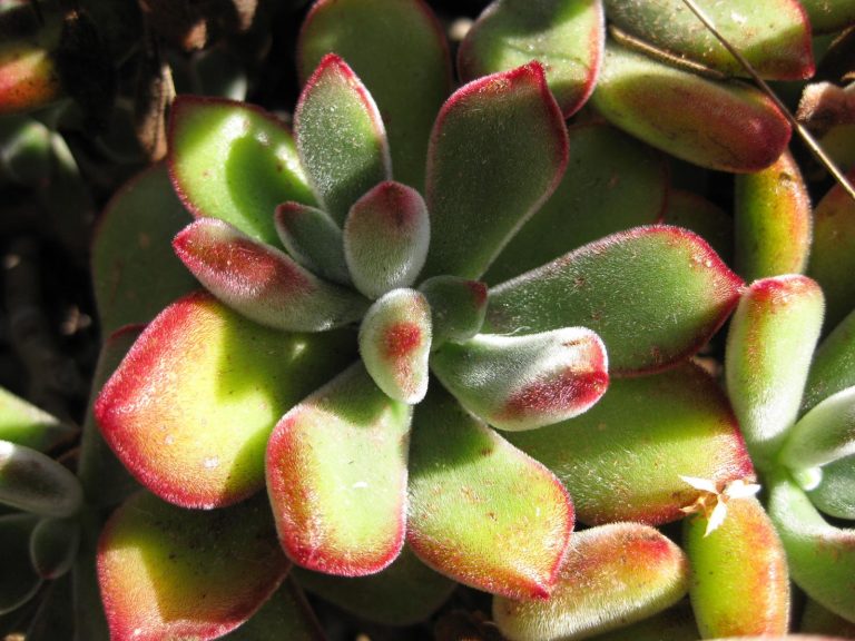 Folhas aveludadas de Echeveria pulvinata com bordas avermelhadas