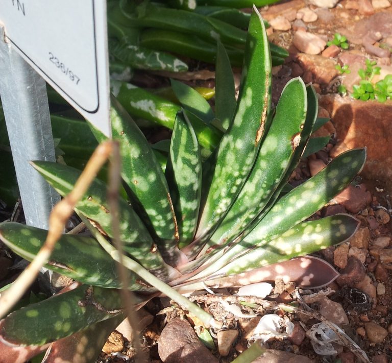 Gasteria obliqua com folhas espessas pontilhadas de branco