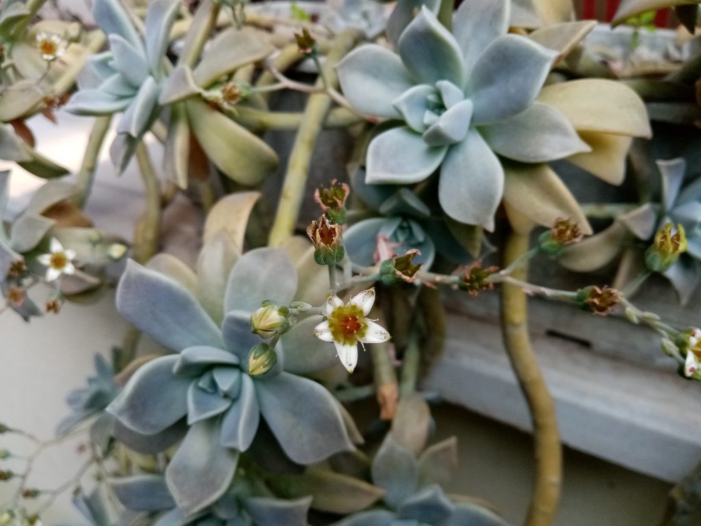 Graptopetalum paraguayense com rosetas cinza-esverdeadas e flores