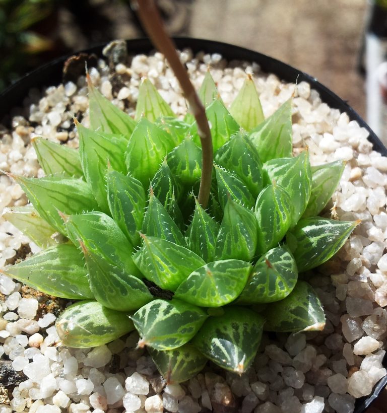 Touceira de Haworthia cooperi com pontas de folhas translúcidas