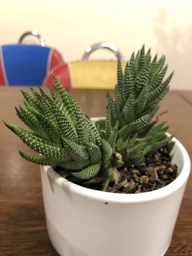 Haworthiopsis attenuata em vaso, com folhas verdes e relevos brancos