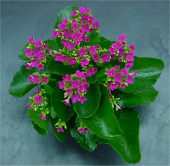 Kalanchoe blossfeldiana em vaso, com flores rosadas
