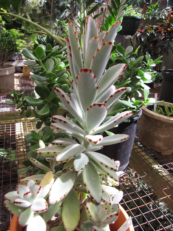 Kalanchoe tomentosa com folhas claras aveludadas e manchas castanhas nas margens