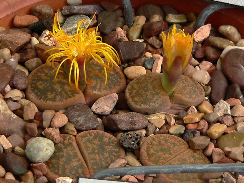 Lithops lesliei com folhas desenhadas e flores amarelas entre as folhas