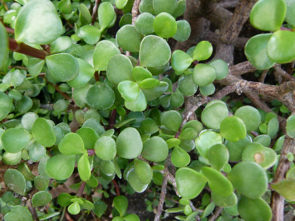 Portulacaria afra com pares de folhas pequenas e arredondadas