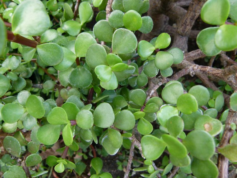 Portulacaria afra com pares de folhas pequenas e arredondadas