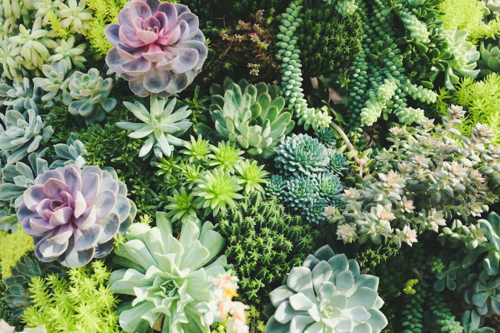 Coleção de suculentas com diferentes formas e cores
