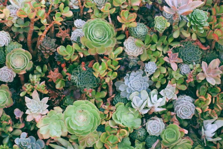 Benefícios de ter suculentas em casa: o que esperar do cultivo