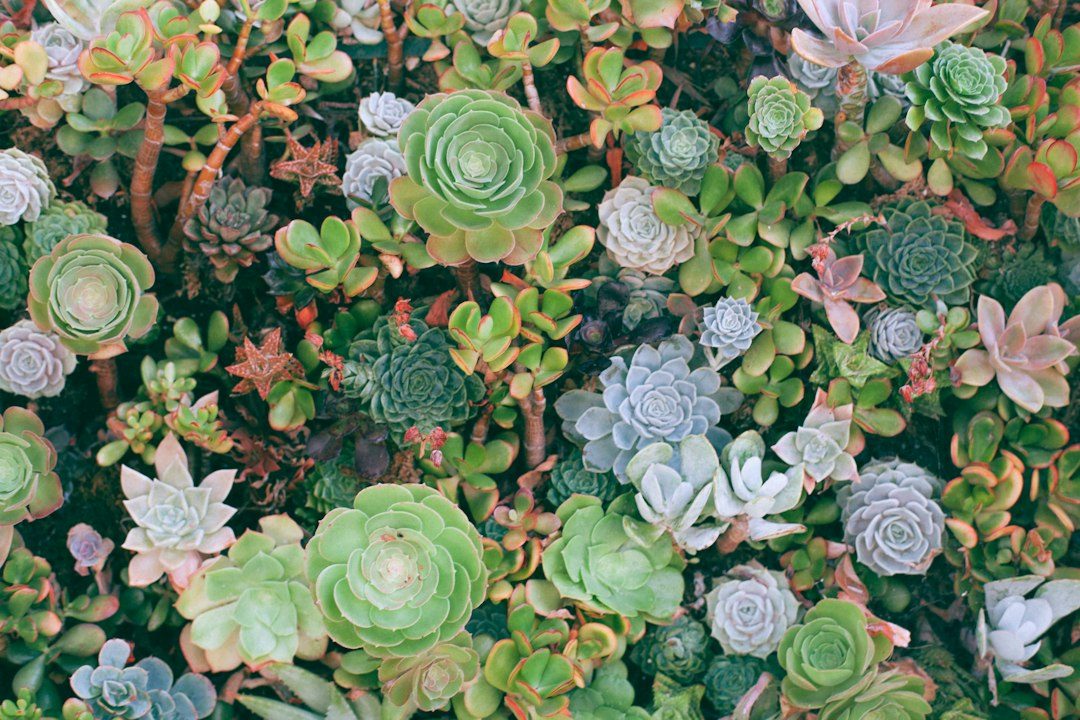 Suculentas cultivadas em um jardim