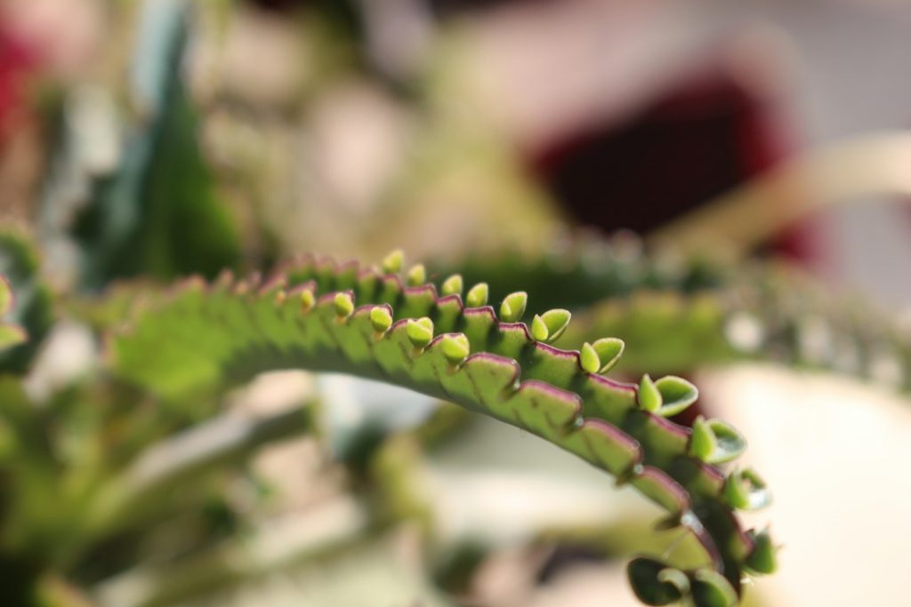 Pequenos brotos nas bordas de uma folha de Kalanchoe