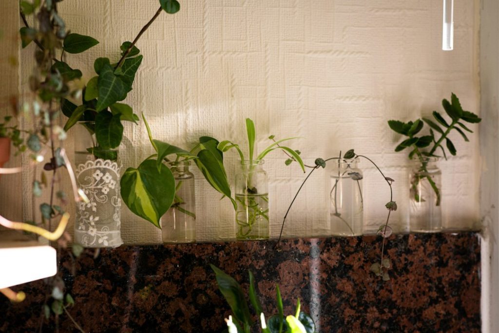 Plantas em recipientes alinhados em um viveiro
