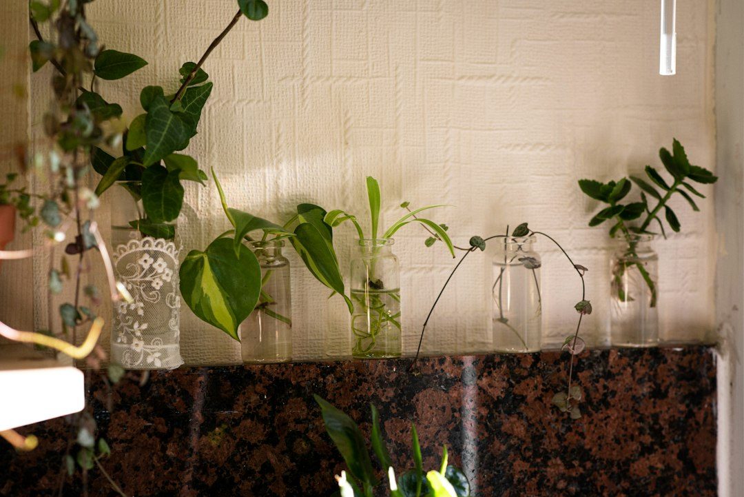 Plantas em recipientes alinhados em um viveiro