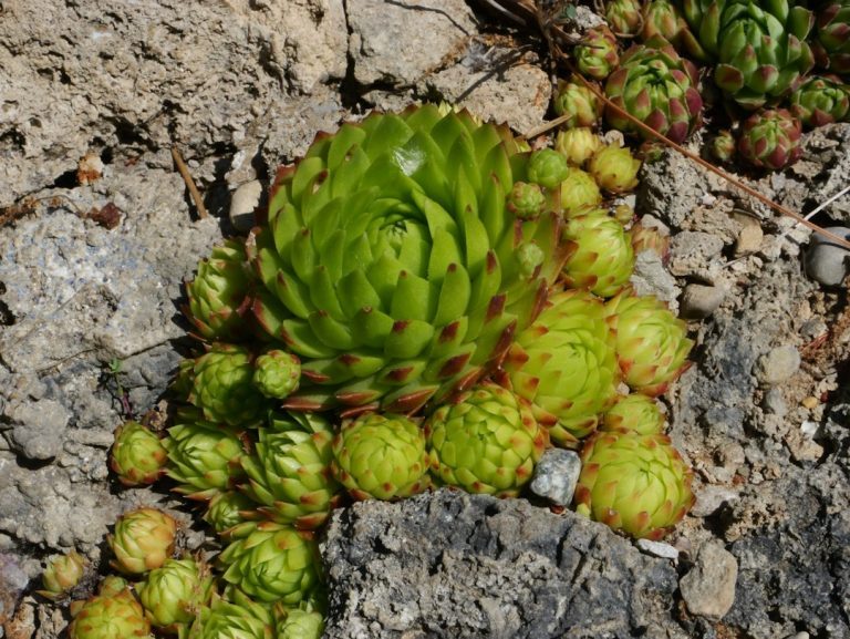 Como preparar a terra para plantar suculentas no vaso ou jardim