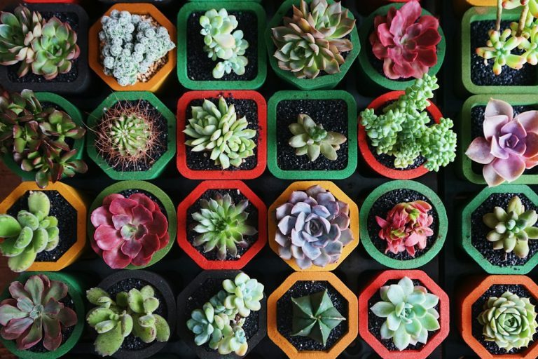 3 suculentas fáceis de cultivar: escolha conforme a luz da sua casa