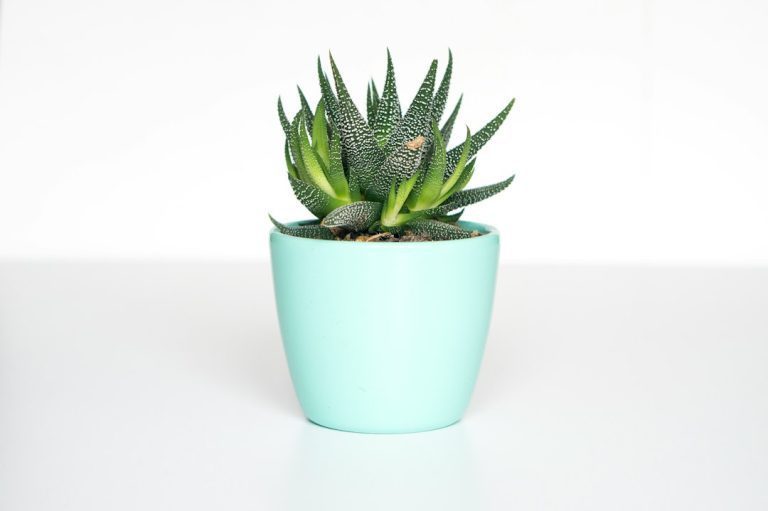 Como plantar suculentas em vaso: preparo e cuidados iniciais