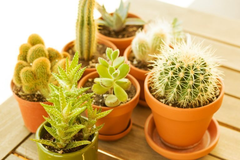 Diferenças entre suculentas e cactos: como reconhecer cada grupo
