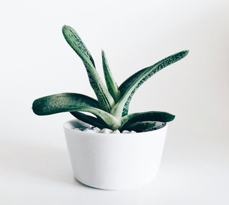 Vaso ideal para suculentas: tamanho, material e drenagem