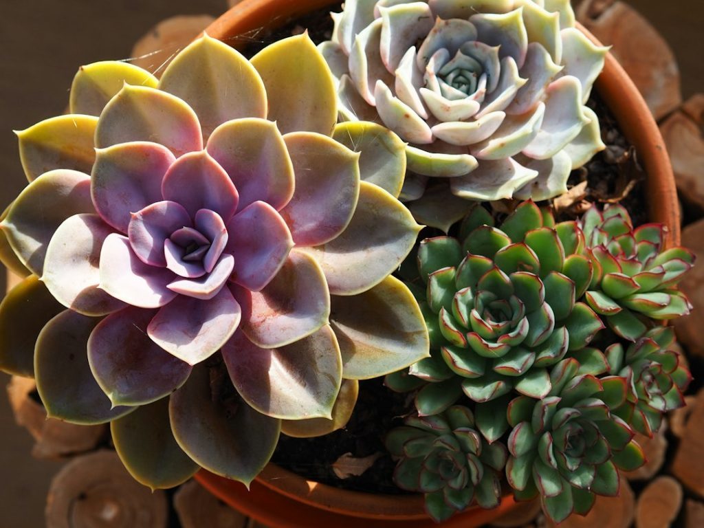 Rosetas de suculentas em vasos