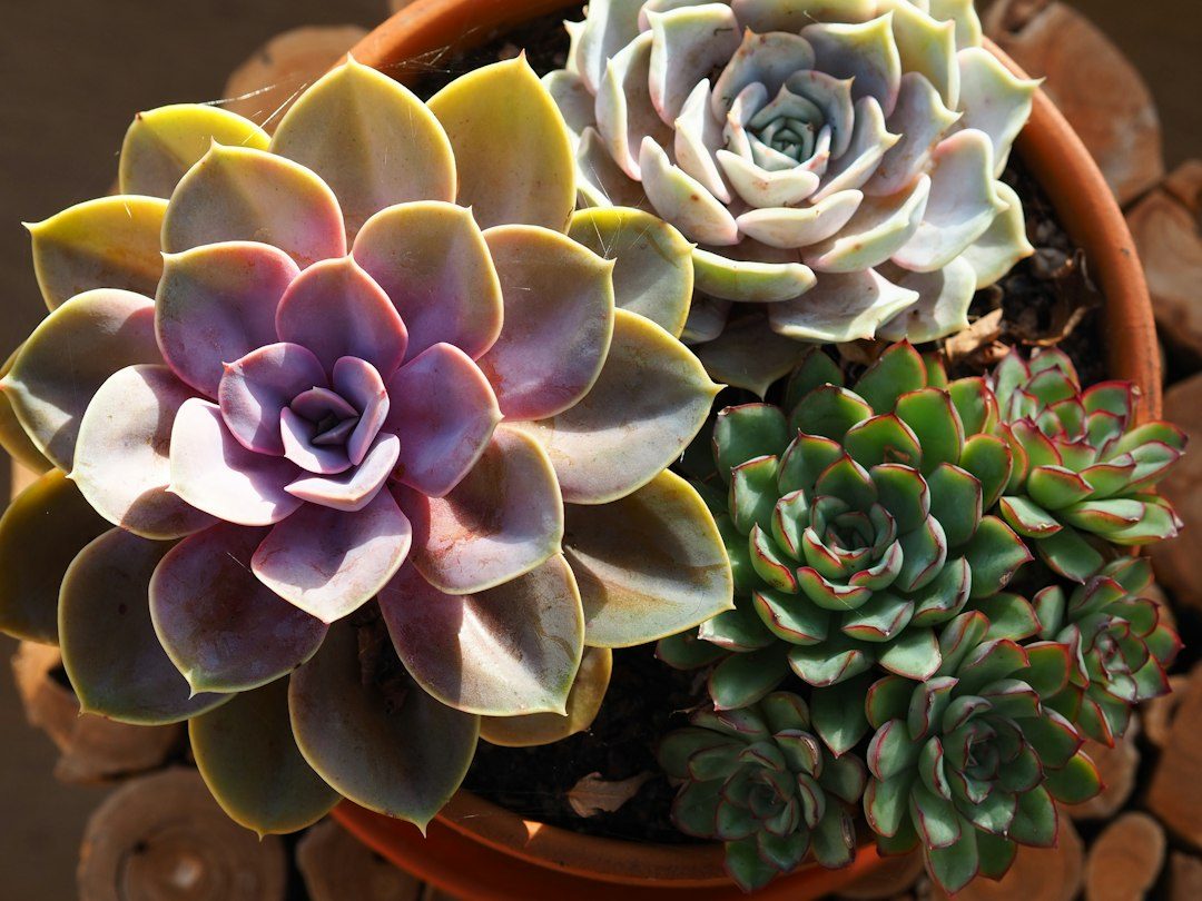 Rosetas de suculentas em vasos