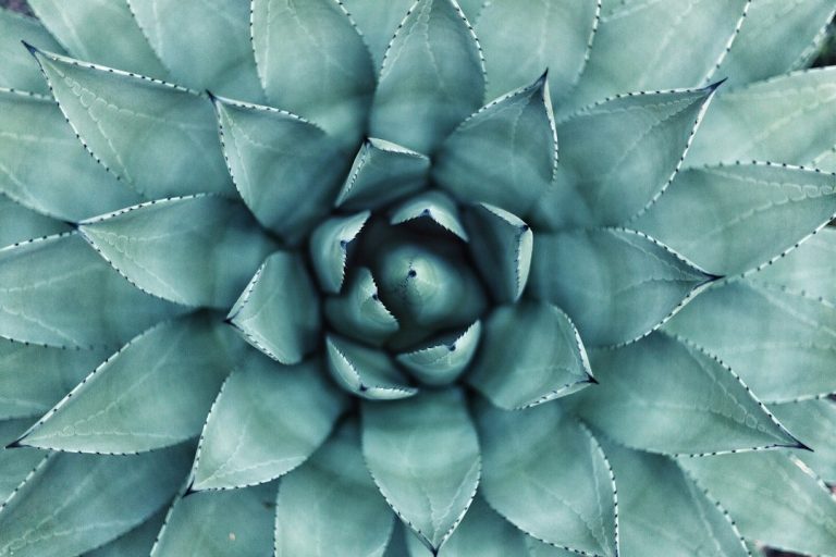 3 suculentas para colecionar: características e compra responsável