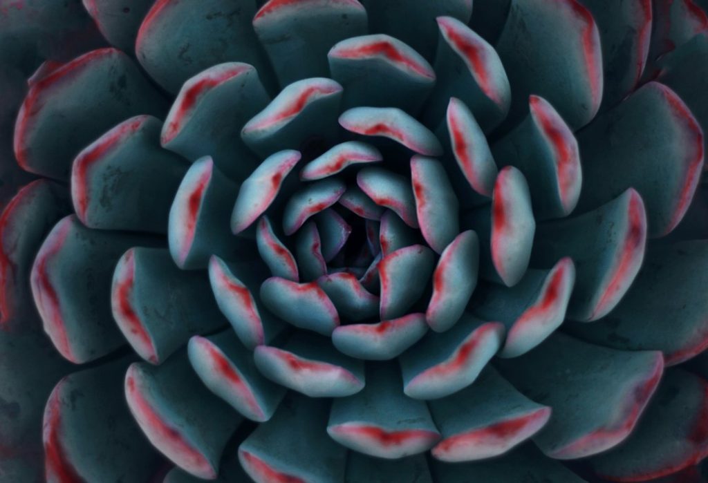Roseta de suculenta fotografada de perto