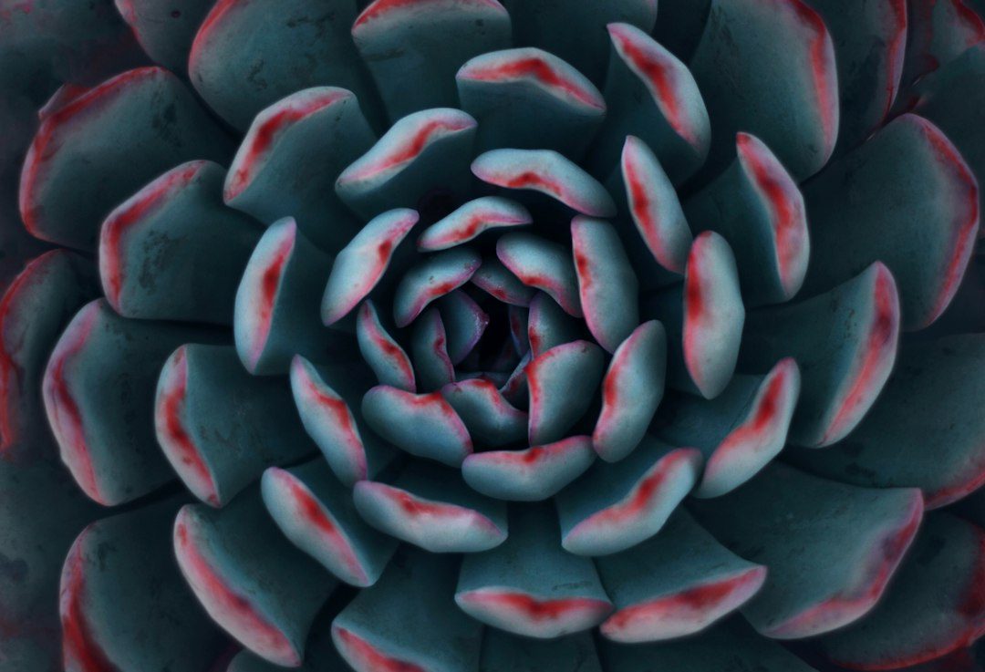 Roseta de suculenta fotografada de perto