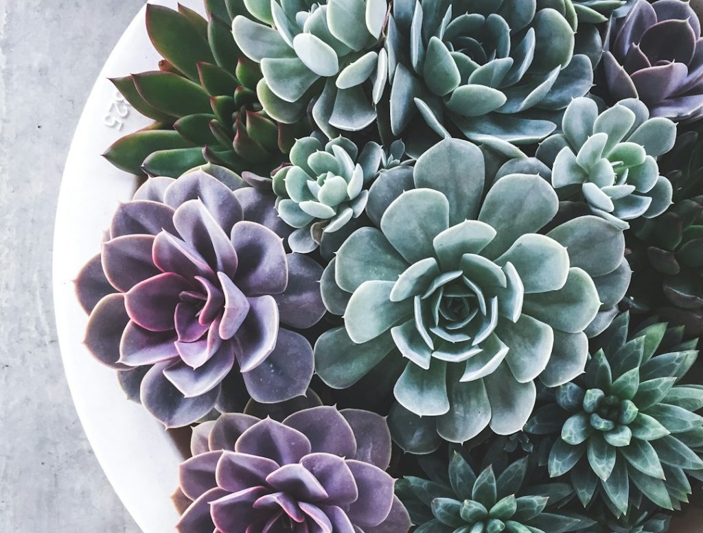 Suculentas com folhas em forma de roseta