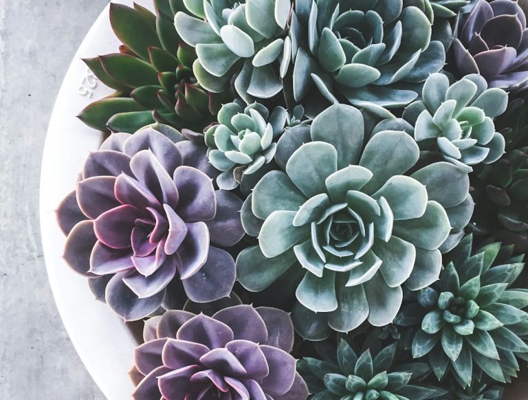 10 erros ao cultivar suculentas e como corrigir a rotina