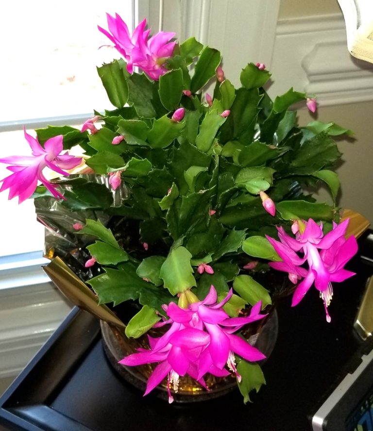 Schlumbergera truncata com segmentos dentados e flores rosadas