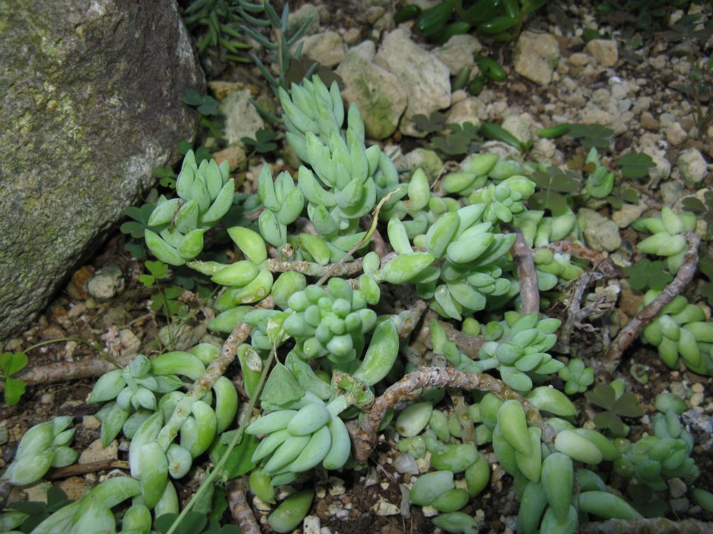Sedum morganianum com caules recobertos por folhas carnosas