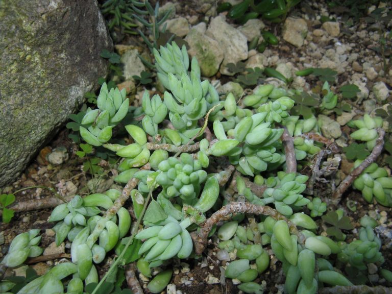 Sedum morganianum com caules recobertos por folhas carnosas