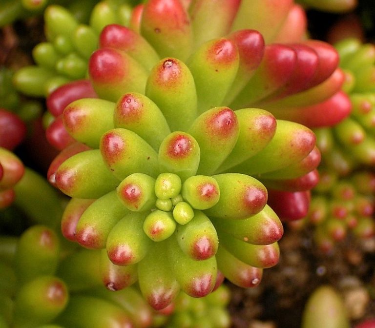 Folhas cilíndricas verdes e avermelhadas de Sedum × rubrotinctum