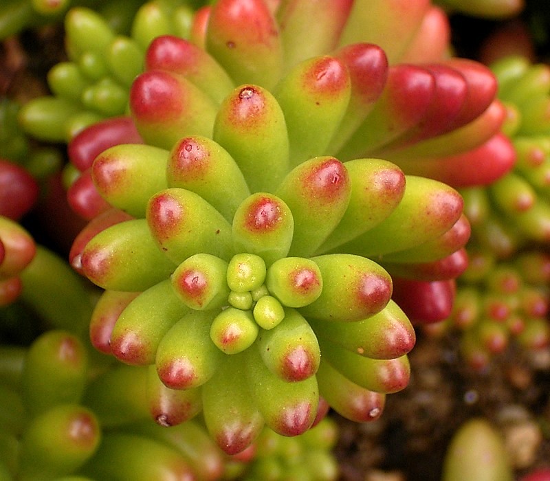 Folhas cilíndricas verdes e avermelhadas de Sedum × rubrotinctum
